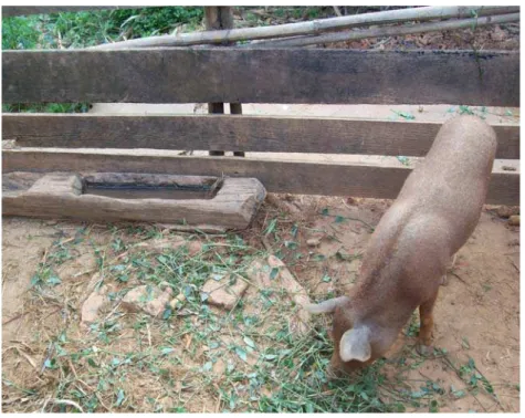 Figura 8. Criação de suíno preso observado em  propriedade rural no município de Viçosa-MG