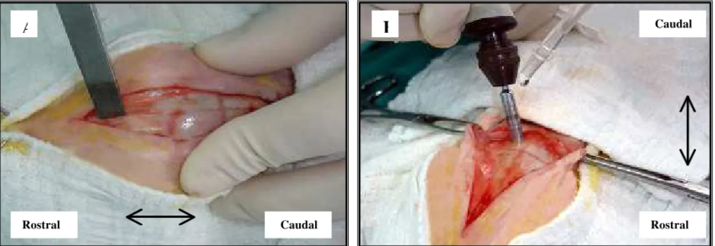 Figura 1- Procedimentos cirúrgicos realizados no osso fronto-parietal dos coelhos.  A) Utilização da rugina afastando o periósteo