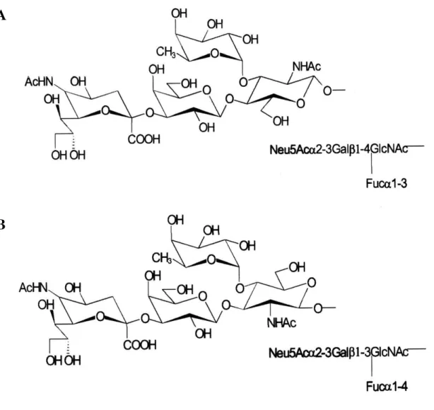 Figura 1. Estrutura dos antígenos sialyl Lewis a  (A) e sialyl Lewis x  (B) (UGORSKI &amp;  LASKOWSKA, 2002)