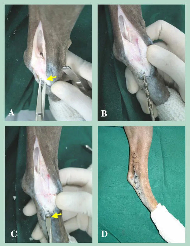 Figura 3  –  Imobilização final da articulação tibiotársica e aspecto da ferida cirúrgica ao término do  procedimento