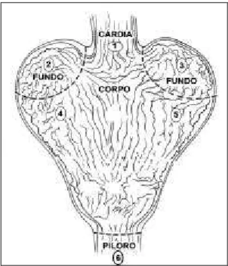 Figura 1: Desenho esquemático mostrando estômago de cão aberto ao longo  da curvatura maior, com numeração indicando os locais de onde foram  colhidas amostras para realização do exame histopatológico e do teste da  urease