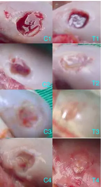 FIGURA 1 - Aspecto macroscópico da falha osteocondral da cabeça do úmero  de cães sacrificados nos diferentes tempos pós-operatórios (PO)