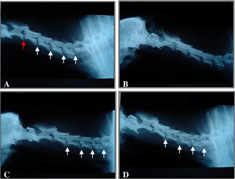 Figura 2. Radiografias laterais da região cervical do animal dois do grupo seis. A. Pré-operatório