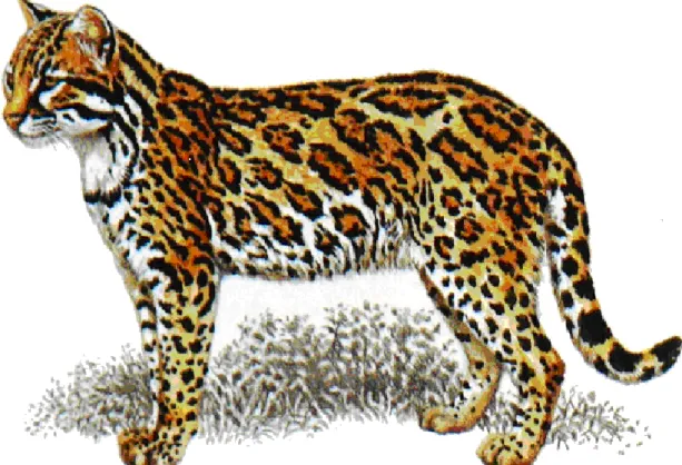 Figura 2: Jaguatirica (Leopardus pardalis Linnaeus, 1758) (Discovery Travel World, 2009) 