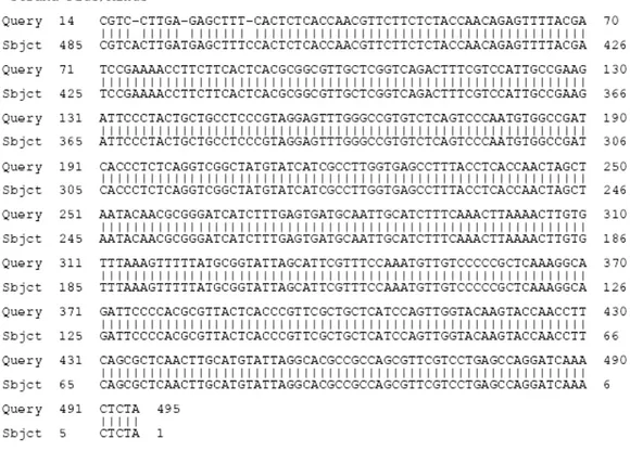 Figura 5. Sequência do gene 16S rRNA da cultura de bactéria ácido lática  bacteriocinogênica 48M3, e identificação segundo banco de dados BLAST