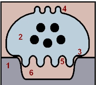 Figura  1:  Esquema  de  um  osteoclasto  e  sua  conformação  para  a  reabsorção  óssea