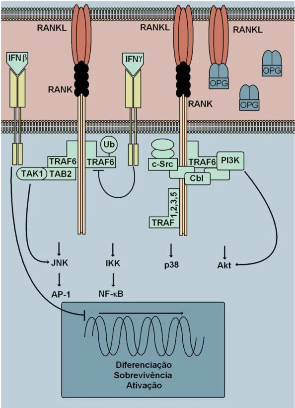 Figura 2  : Esquema representando a interação RANK/RANKL, citocinas de membrana, e o  papel  regulatório  do  receptor  solúvel  OPG