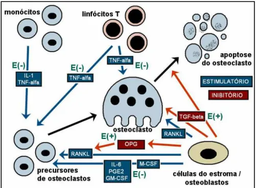 Figura 3: Efeito do estrógeno sobre o tecido ósseo. Setas e caixas azuis mostram citocinas e vias 