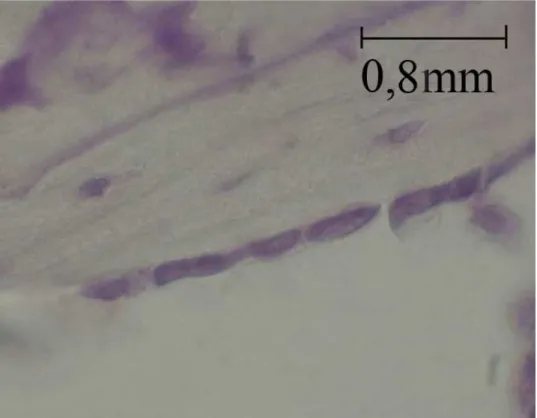 Figura 9: Fotomicrografia da imunoisto-química de uma fêmea do grupo controle. Ausência de 