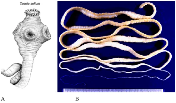 Figura 1. Morfologia da Taenia solium: A – escólex; B – tênia 