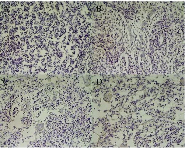 Figura 7 – Linfonodos bovinos submetidos à técnica imunoistoquímica  imunoperoxidase para expressão de HSP70 e HSP90