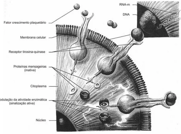 Figura 2 – Esquema do mecanismo pelo qual os fatores de crescimento plaquetários  se ligam ao receptor tirosina-quinase