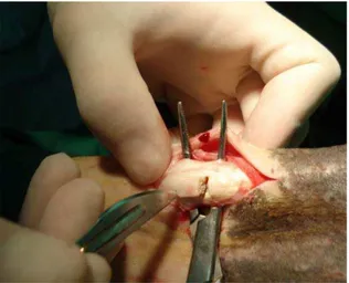 Figura 10 – Remoção de fragmento do  TFDS no local da lesão  com o auxilio de pinça e  bisturi para exame  histopatológico  