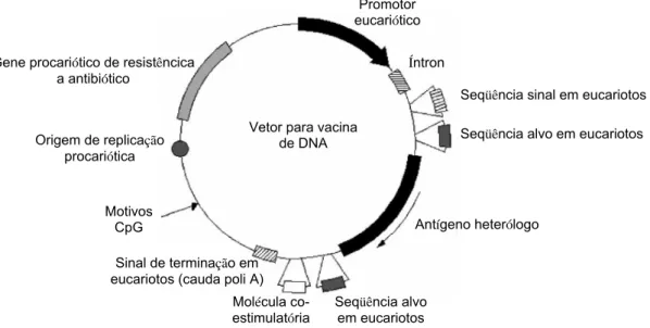 Figura 1.  Diagrama mostrando os típicos fatores de um vetor plasmidial para uso como vacina de  DNA