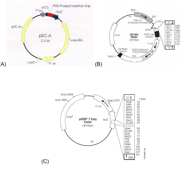 Figura 4.  Mapa dos vetores. (A) Vetor de clonagem (pSCA), no qual o gene veio inserido (Fonte:  Entelechon -Alemanha), (B) Vetor de expressão em mamíferos, pCI-neo, com pontos das seqüências  de referencia – à direita