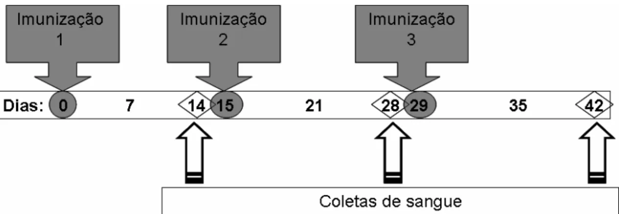 Figura 5.  Esquema cronológico de imunizações e coletas de sangue