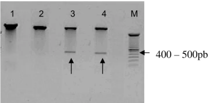 Figura 7.  Gel de agarose 1%, mostrando a clivagem da seqüência 1 (fragmento de 438pb) e do vetor  de expressão pCI-neo