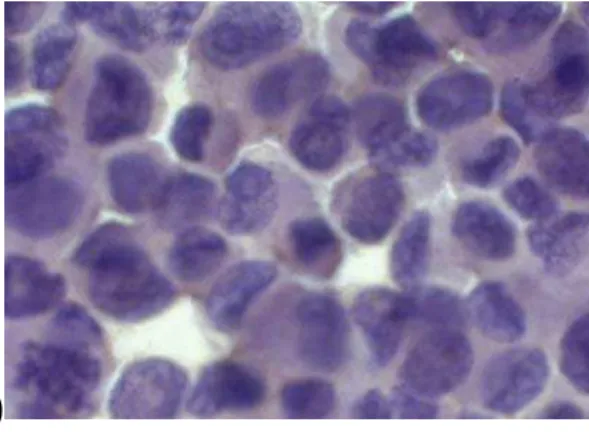 Figura 12.  Resultado do teste de PAP, para verificar a produção do peptídeo SEQ1,  in vitro , 48h após  a transfecção das células VERO com 25 µg do pCIneo1 e do pCIneo vazio, tiradas no microscópico  (Nikon Eclipse E600) com câmera adaptada