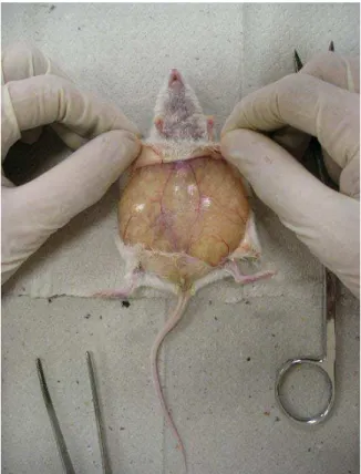 Figura 2. Camundongo experimentalmente inoculado apresentando cisticercos  intraperitonealmente, após retirada do tecido cutâneo 