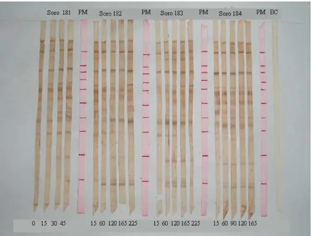 Figura 7. Detecção de anticorpos pelo imunoblot nas diferentes fases de infecção   experimental (0-225 dias), nos soros 181, 182, 183 e 184, utilizando o padrão de peso  molecular (PM-14, 20, 24, 29, 36, 55, 66, 84, 97, 205Kda)  e o controle branco (BC)
