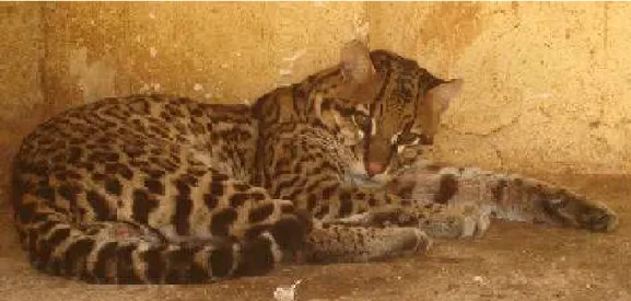 Figura 1. Jaguatirica (Leopardus pardalis) macho adulta no Centro de Triagem de Animais  Silvestres (CETAS-UFV)
