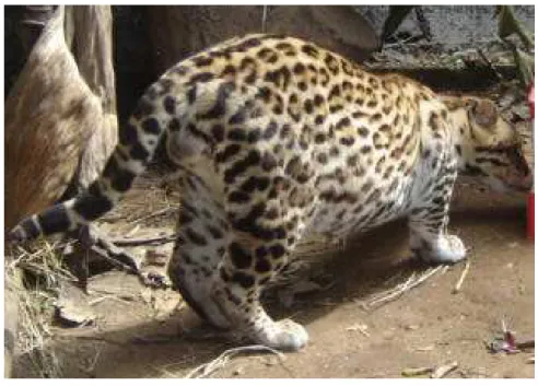 Figura 4. Jaguatirica macho adulta, demonstrando grande volume escrotal e  conseqüente maior investimento em massa testicular em relação aos demais felinos