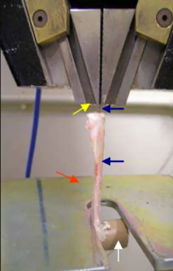 Figura 5: Fotografia do acoplamento da amostra tíbia-pino intramedular  de coelho (seta azul) no mordente superior (seta amarela) e no  mordente inferior (seta vermelha) da máquina universal para  realização do teste mecânico de tração