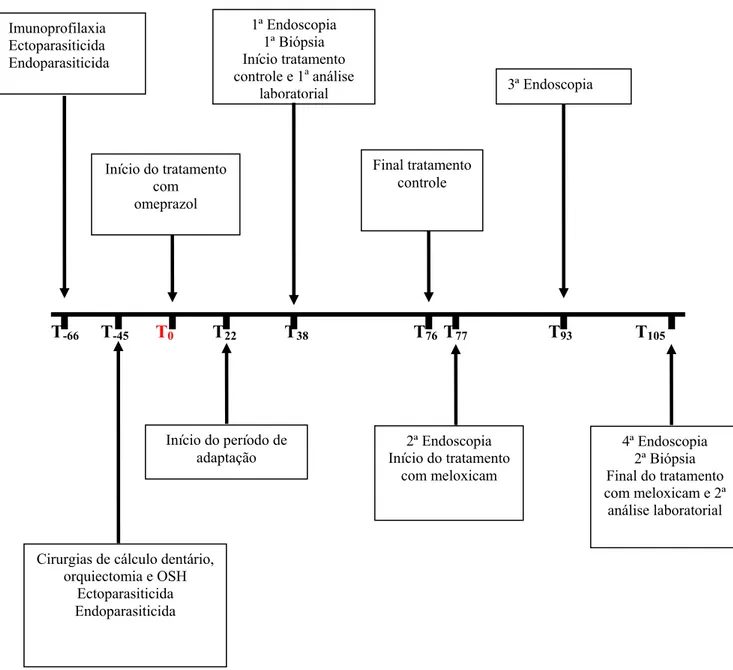 Figura 3: Cronograma demonstrando os tratamentos e procedimentos realizados 