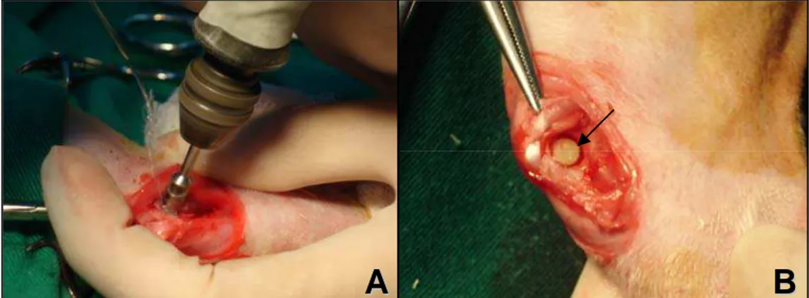 Figura 2. Procedimento cirúrgico para realização do defeito experimental na  ulna de coelho