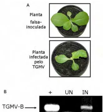 Figura 10: Plantas de tabaco infectadas com TGMV. (A)  Plantas de tabaco foram 