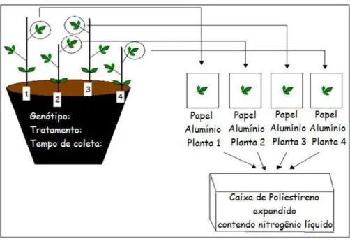 Figura 3 - Esquema da coleta do material 