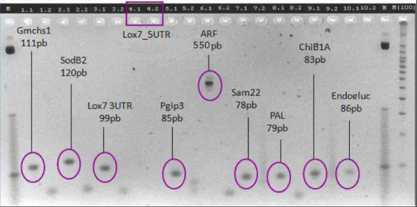 Figura  5  -  Amplificação  dos  oligonucleotídeos  utilizando  DNA  Genômico  de  Soja