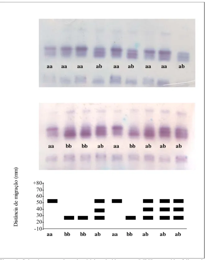 Figura 3. Gel e zimograma da enzima Malato-desidrogenase (MDH) em tecidos foliares de  S