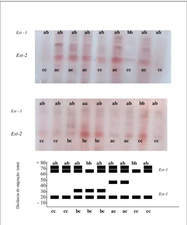 Figura 5. Gel e zimograma da enzima Esterase (EST) em tecidos foliares de S. adstringens