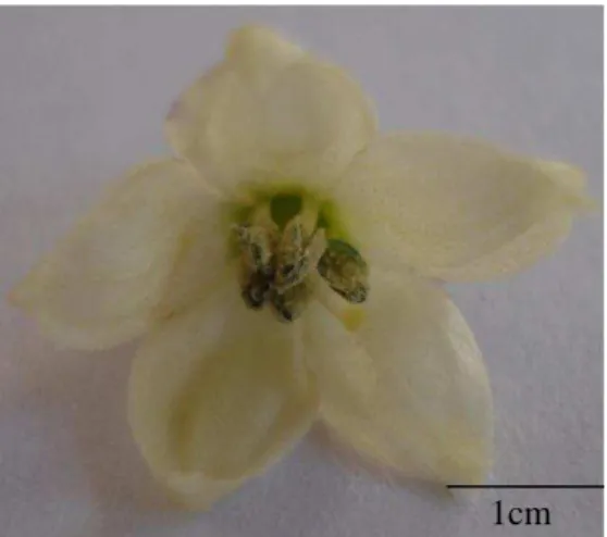 Figure  1-  Flower  of  the  commercial  hybrid  (HS 1 )  belonging  to  the  Vegetable 