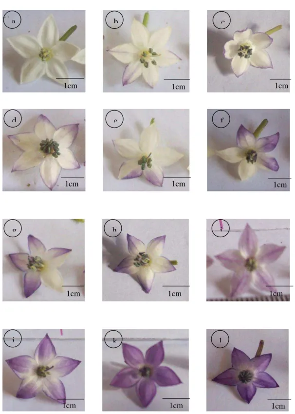 Figure  3  -  Flower  variability  of  the  three-way  and  double  way  hybrid  of  ornamental  chili  pepper