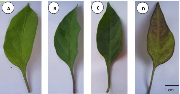 Figura  4:  Coloração  das  folhas  em  genitores  e  híbridos  de  pimenteiras  ornamentais  (Capsicum annuum)