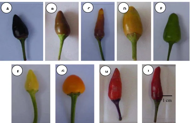 Figura 8: Cor do fruto em estágio de maturação em genitores e híbridos de pimenteiras  ornamentais (Capsicum annuum)