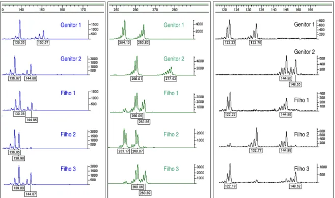 Figura  1.  Visualização  dos  perfis  eletroforéticos  gerados  pelo  programa  GeneMapper  (Applied  Biosystems)  para  genotipagem  dos  2  genitores  e  3  filhos  com três diferentes microssatélites marcados com os fluorocromos 6-FAM, HEX e  NED, resp