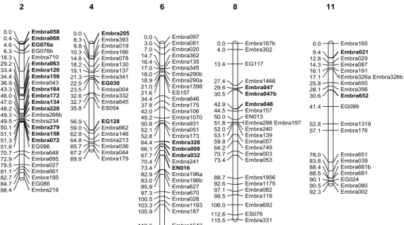 Figura 7. Localização dos marcadores (sublinhados e em negrito) ligados a QTLs  para  altura  das  árvores  no  mapa  integrado  construído  pelo  programa  JoinMap  (item 3.1.)