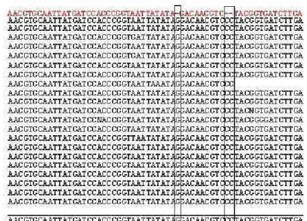 Figura  1  -  Alinhamento  da  seqüência  do  gene  PR1A1  (X71592)  e  das  seqüências  de  ESTs  que  compõem  o  unigene  SGN-U214259