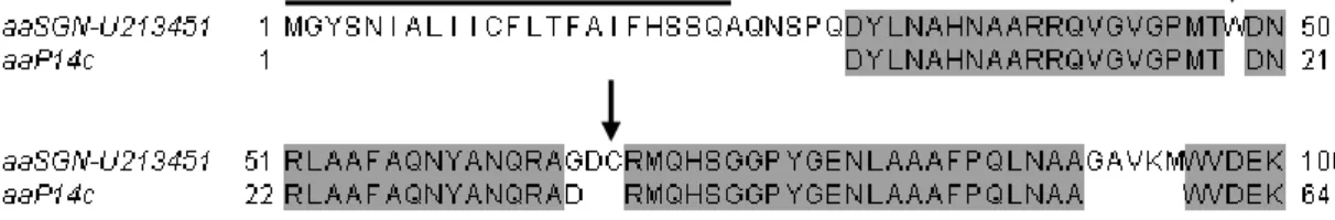 Figura  4    Alinhamento  da  seqüência  da  proteína  codificada  pelo  SGN- SGN-U213451  e  da  seqüência  parcial  da  proteína  P14c