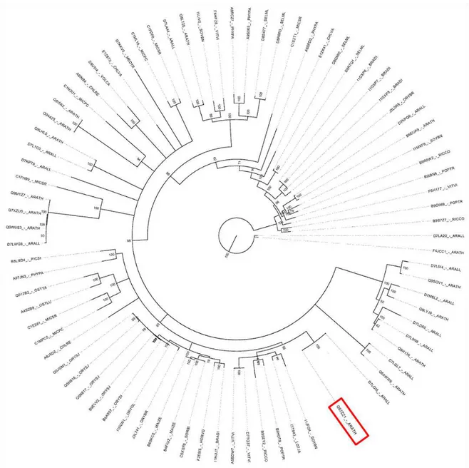 Figura  2:  Árvore  filogenética  dos  homólogos  de  AtWWP-1(Q67ZZ1)  em  plantas. As sequências mais próximas de AtWWP-1 foram selecionadas no  banco  de  dados  Uniprot  ( http://www.uniprot.org )  e  alinhadas  no  programa  Mega,  utilizando  o  algor