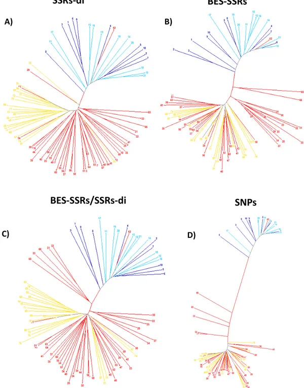 Figura  5:  Dendrogramas  Neighbour-joining  baseados  nas  distâncias  genéticas  de  Rogers  modificada  por  Wright  representando  o  agrupamento  dos  88  genótipos  de  feijoeiro para os diferentes grupos de marcadores:  A) 24 SSRs-di, B) 34 BES-SSRs