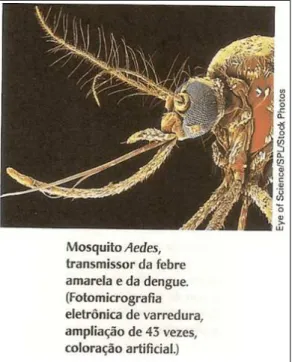 Figura 7 - Representação do vetor Aedes aegypti.