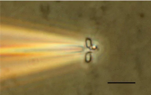 Figura 1: Micrografia do processo de micromanipulação, evidenciando a remoção mecânica da 