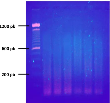 Figura 2: Produtos do DOP-PCR analisados em gel de agarose 1,5 %. Marcador de 100 pares 