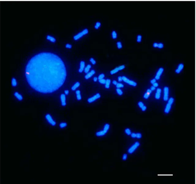 Figura  3:  Hibridização  in  situ  fluorescente  em  cromossomos  metafásicos  humanos  de 
