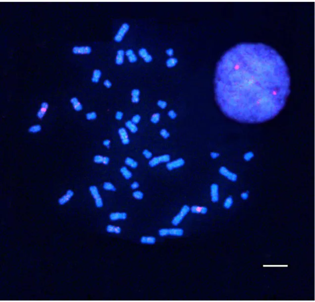 Figura  4:  Hibridização  in  situ  fluorescente  em  cromossomos  metafásicos  humanos  de 