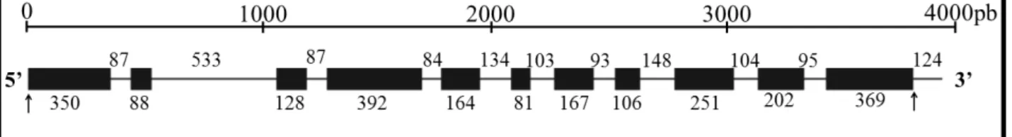 Figura  3:  Organização  estrutural  do  gene  MetE  resultante  do  alinhamento  de  95  clones  obtidos  a  partir de 26 indivíduos de C